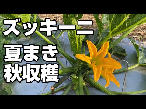ズッキーニの種まき:こんな感じです 植物