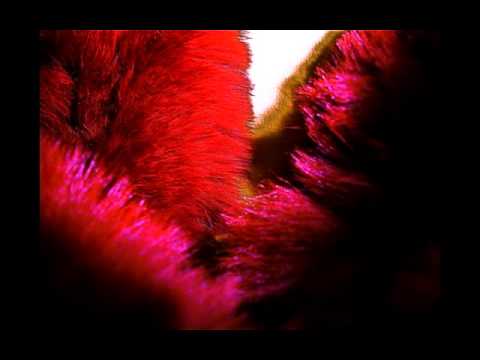 The Forest of Morois ~ c  Mimi Seton, singing with Olivier Constantin Medium