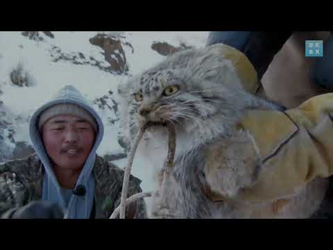 Wild pallas cat in the snow of Mongolia | Animal Instincts