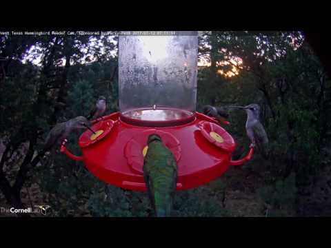 Early Morning Frenzy, Plus a Rufous Hummingbird! – July 12, 2017