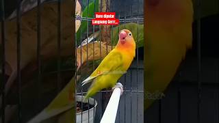 Download lagu Lovebird fighter ngekek panjang #lovebird #lovebirds #lovebirdngekekpanjang #birds #fighter mp3 Download lagu Lovebird fighter ngekek panjang #lovebird #lovebirds #lovebirdngekekpanjang #birds #fighter mp3