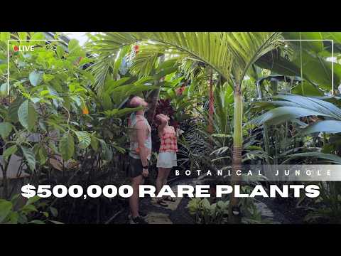 ATL Plant Room and Casa Jungla DIY