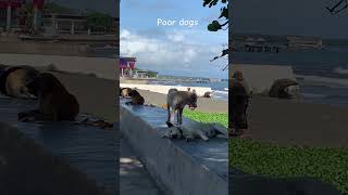 Download lagu POOR DOGS TAMBAY#mindanao #viralvideo #youtubeshorts mp3