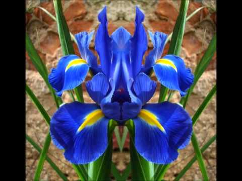 Guadalupe Pineda y Los Tres Ases - Sabrá Dios