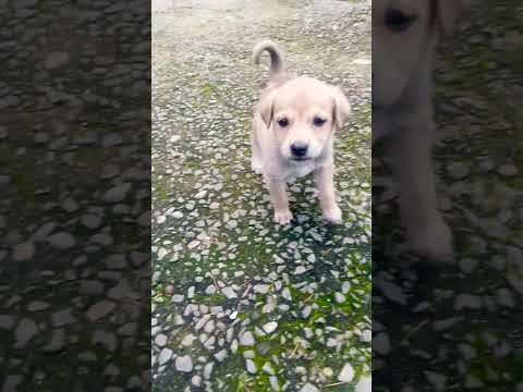 🐕calm down# cute puppy #ytshorts#animal lover#dog lover#viral video#shorts#subscribe @Pavana_Sharma