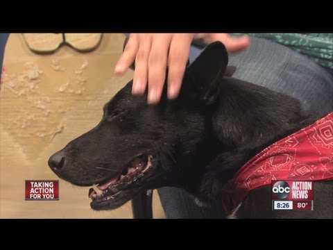 ABC Action News: Weekend Edition: Rescues in Action Cosmo