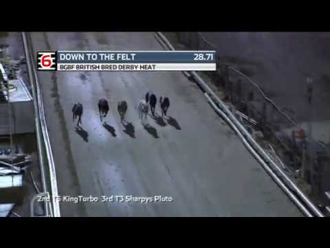 2019 BGBF BRITISH BRED DERBY - HEAT 3 - T6 DOWN TO THE FELT