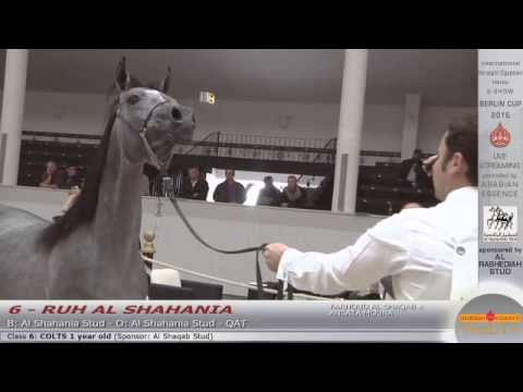 N.6 RUH AL SHAHANIA - Berlin Cup S-Show Werder 2015 - Colts 1 year old (Class 6)