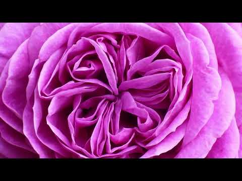 I've Grown Accustomed To Her Face - Kay Starr