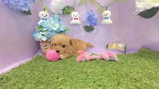 ハーフ犬の動画01