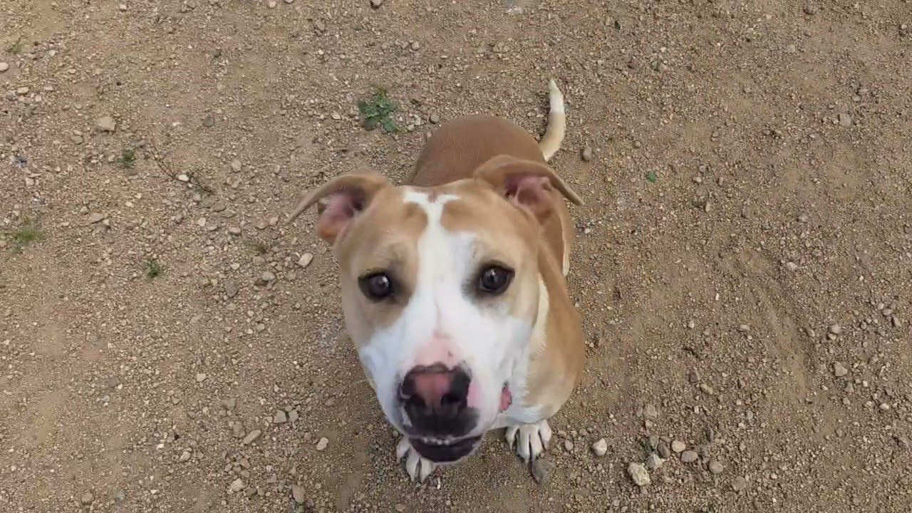 Waldo, a Adoptable mixed breed in California City, CA video 6/6