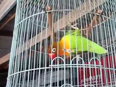 CANARIO BELGA CAMPAINHA LUTEUS