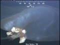 Massive Unidentified Sea Monster Caught on Video ...