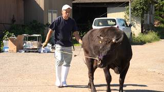 10月2日【びわ湖放送ニュース】和牛のオリンピックに向けて　牛の調教技術研修会