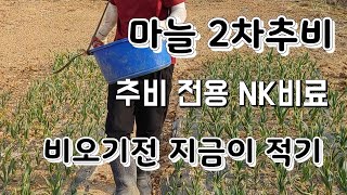 마늘 2차추비 추비 전용비료  비오기전 해야 효과 만점