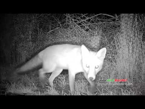 Fuchsfang mit Wildmagnet