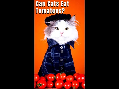 Can Cats Eat Tomatoes? #Shorts