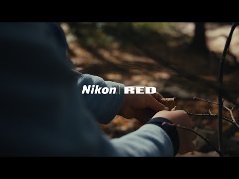 First Frames with the Nikon ZR & Nikkor Z 40 mm