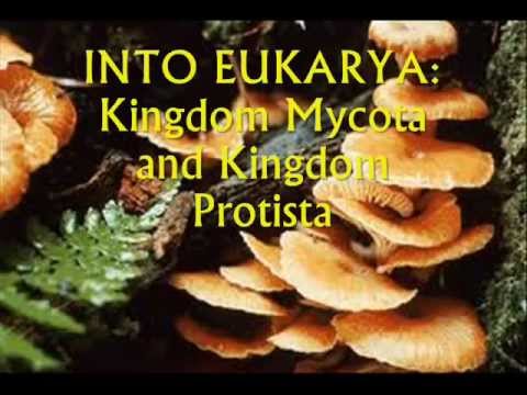 FUNGI AND PROTISTAN CELL