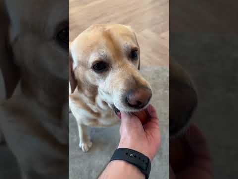 Самая аккуратная собака в мире