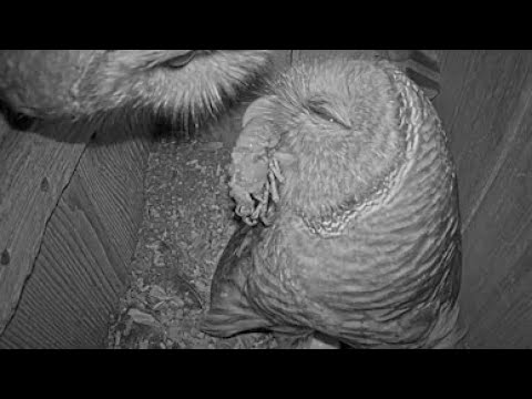 Barred Owl Swallows Big Crayfish Down In Seconds!! – March 12, 2024