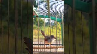 Download lagu ciblek betina gacor, ciblek betina memanggil jantan, terapi ciblek mp3 Download lagu ciblek betina gacor, ciblek betina memanggil jantan, terapi ciblek mp3