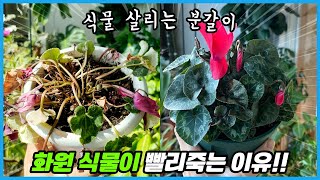 화원에서 사온 식물이 빨리 죽는 이유!! 분갈이 흙갈이로 식물 살리기!!