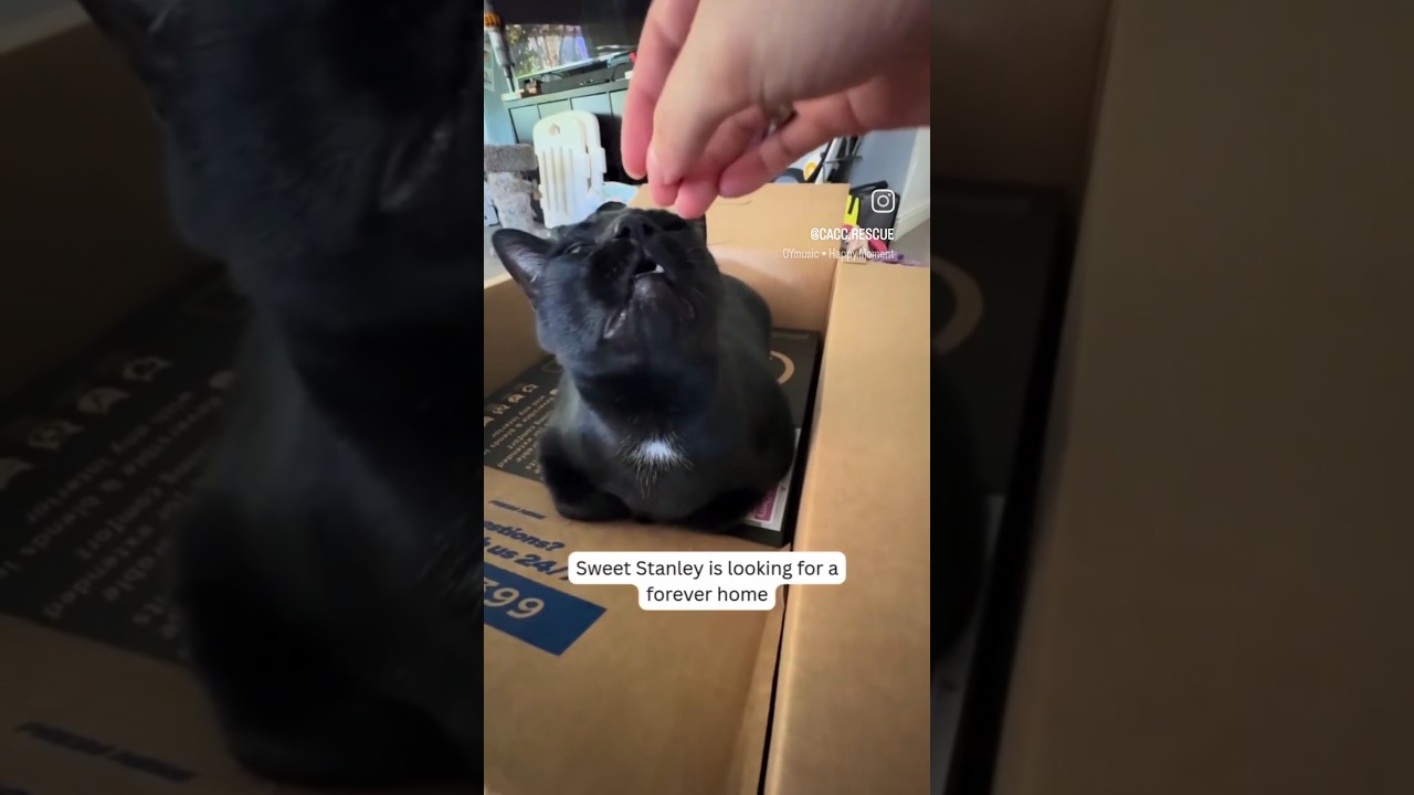 Enlarge Stanley, a Adoptable Domestic Short Hair in Pacifica, CA video 6/6