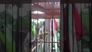 Download lagu Indahnya Siulan Burung Pleci mp3 Download lagu Indahnya Siulan Burung Pleci mp3
