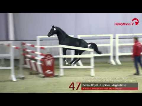 47 Junghengst v. Bellini Royal - Lupicor