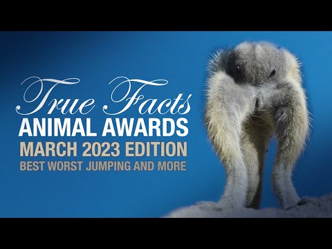 True Facts Animal Awards: Best Worst Jumping and More