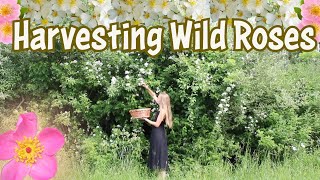 Wild Roses | Identifying, Harvesting & Wildcrafting Roses