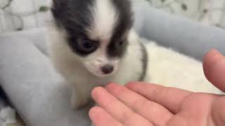 チワワ（ロング）の動画01