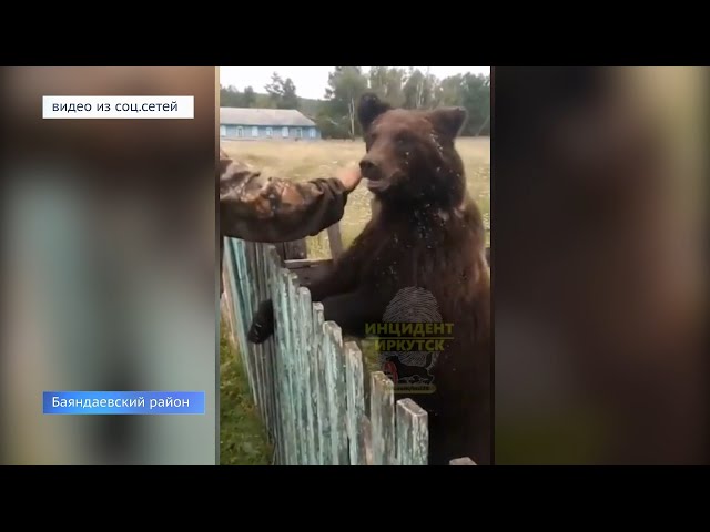 В Баяндаевском районе медведь вышел к людям