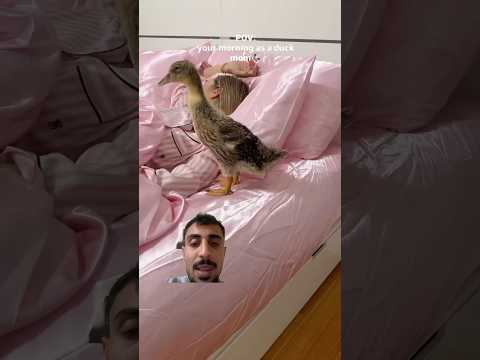 هاي البطه عايشة احسن من عندي وشوفو السبب #ضحك