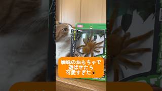 蜘蛛のおもちゃで遊ばせたら可愛すぎた🕷 #猫 #猫動画 #猫のいる暮らし #茶トラ #可愛い #蜘蛛 #おもちゃ #cat #cute #orangecat