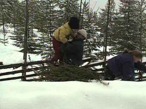 Sunes Jul - Avsnitt 18 - Julgranen