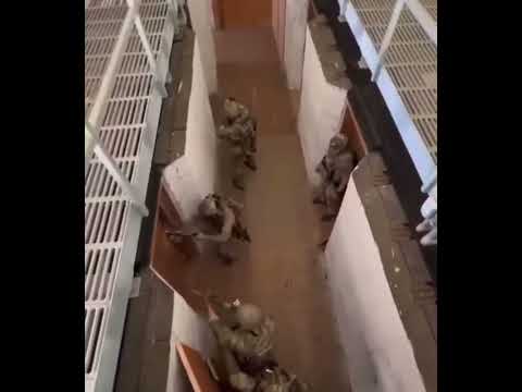 Operators from Special Forces, 75th Ranger Regiment, FBI HRT, and BORTAC conduct CQB 👊🏻