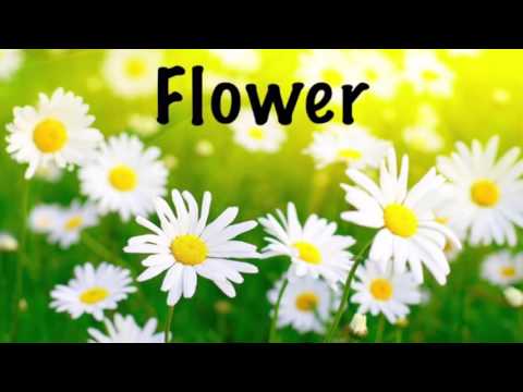 How to Pronounce Flower
