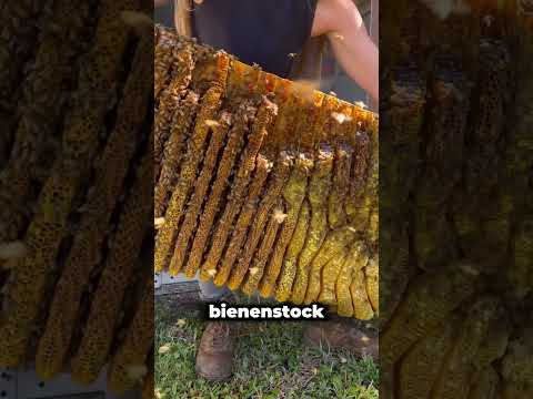 Geheimer Trick, um Bienenstiche zu vermeiden