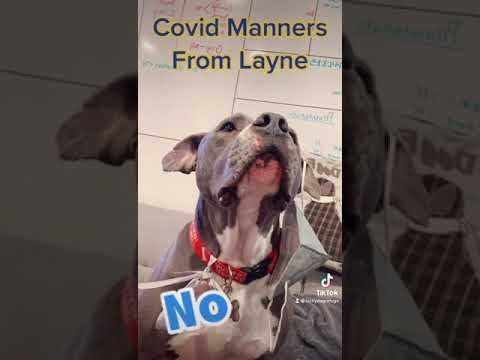 Layne, an adopted Pit Bull Terrier Mix in Stamford, CT_image-1