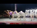UniversalSoul Most Famous Camels Zebras 11 8 19 Chicago