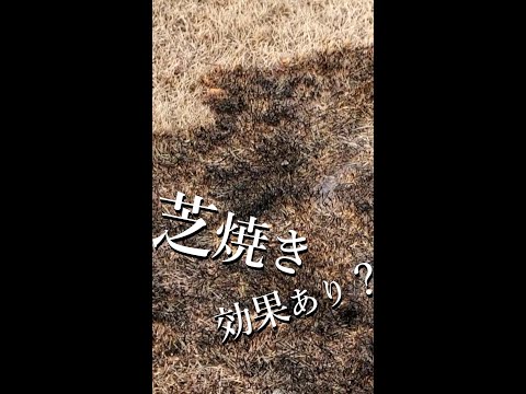  3月の芝生の手入れ方法は？元気に成長するための5つのヒント！  庭園