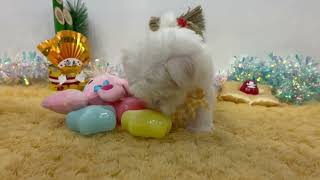 マルチーズの動画01