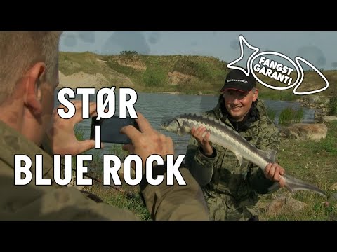 STØR I BLUE ROCK // FANGSTGARANTI