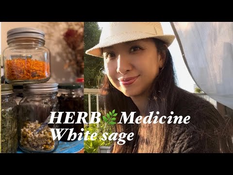 ステップセージ 植物