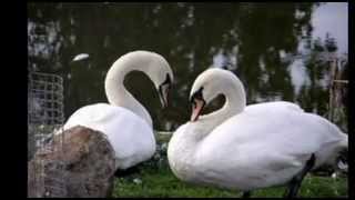 Freddy Quinn Nana Mouskouri - Vaya con dios