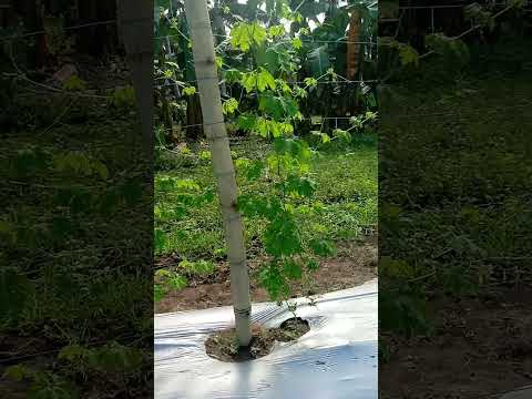 ampalaya 5weeks old . nagsisimula na mag bunga.