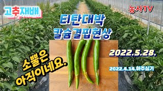 2022년 5월 28일,  2022년 4월 14일 아주심기 한 고추 티탄대박, 소뿔 생육상황 비교 및 칼슘부…
