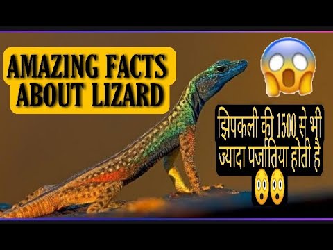 AMAZING FACT ABOUT LIZARD KI JANKARI KYA CHHIPKALI ME ZEHAR HAI छिपकली की कितनी प्रजातियां होती है